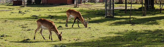 Grimpinger Hof Wildtierpark Kamen NRW Wildtiere Natur Familie
