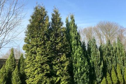 Wohnung Datteln - 2.5 Zimmer, 47 m&sup2;, 400&euro; | Angebot:25854381