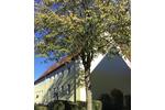 Dachgeschoßwohnung Bönen - 2 Zimmer, 41 m&sup2;, 329&euro; | Angebot:26625362